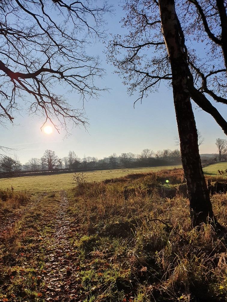 Blick aus dem Wald auf eine Wiese an einem sonnigen Wintermorgen