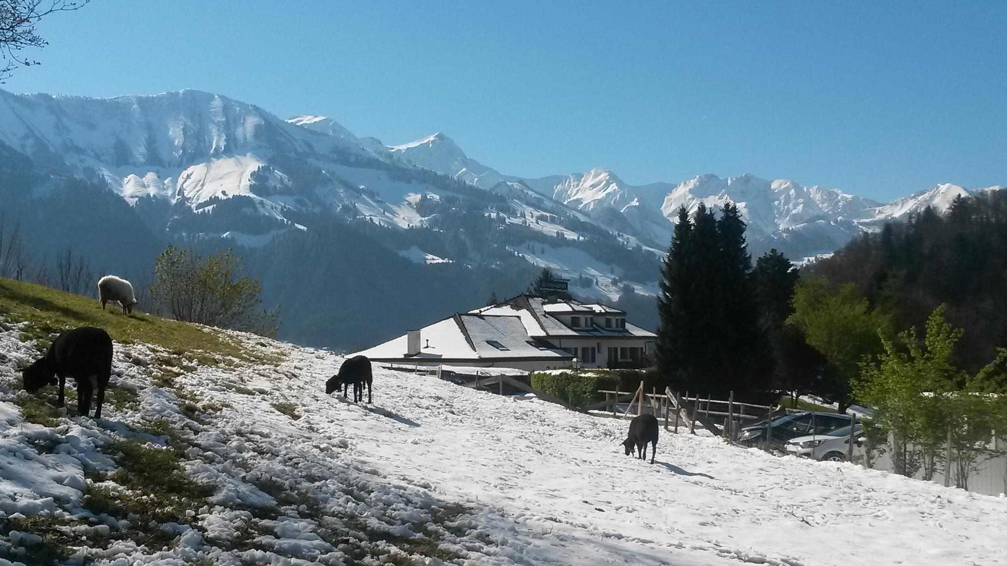 Gruyère, in der Nähe unserer Partneruniversität in Fribourg